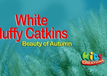 Beauty of Autumn White fluffy Catkins | Kids Creation TV