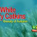 Beauty of Autumn White fluffy Catkins | Kids Creation TV