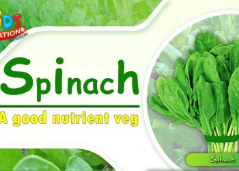Spinach : Combination of number of nutrients