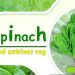 Spinach : Combination of number of nutrients